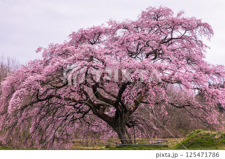 【福島県_芳水の桜】池の水面に優美な姿を映す枝垂れ桜 【福島県_芳水の桜】池の水面に優美な姿を映す枝垂れ桜 125471786