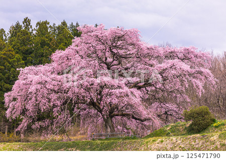【福島県_芳水の桜】池の水面に優美な姿を映す枝垂れ桜 125471790