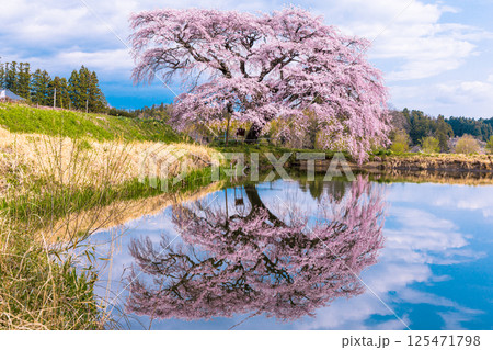 【福島県_芳水の桜】池の水面に優美な姿を映す枝垂れ桜 【福島県_芳水の桜】池の水面に優美な姿を映す枝垂れ桜 125471798