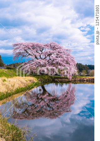 【福島県_芳水の桜】池の水面に優美な姿を映す枝垂れ桜 【福島県_芳水の桜】池の水面に優美な姿を映す枝垂れ桜 125471801