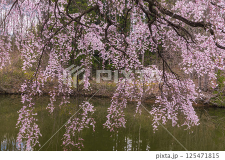 【福島県_芳水の桜】池の水面に優美な姿を映す枝垂れ桜 【福島県_芳水の桜】池の水面に優美な姿を映す枝垂れ桜 125471815