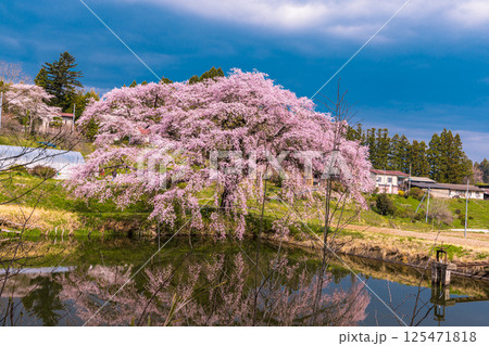 【福島県_芳水の桜】池の水面に優美な姿を映す枝垂れ桜 【福島県_芳水の桜】池の水面に優美な姿を映す枝垂れ桜 125471818