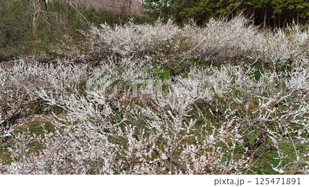 満開の梅畑　空撮 125471891