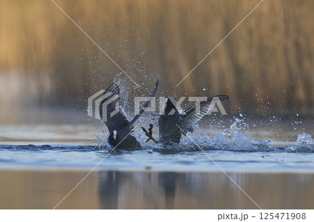 Coot fighting 125471908