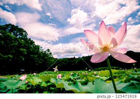 島根県・荒神谷遺跡で咲く夏の古代蓮　"Ancient Lotus Blooming in Summe 125471919