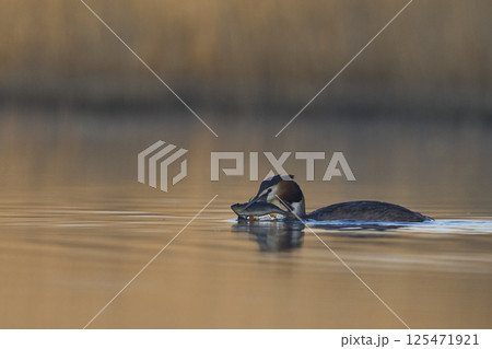 Great Crested Grebe with fish Great Crested Grebe with fish 125471921
