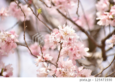 華やかなピンクの越の彼岸 125471930