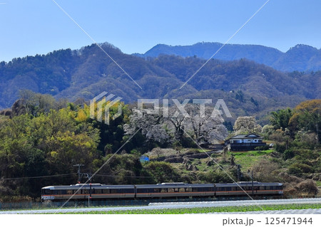 桜と身延線を走る特急ふじかわ 桜と身延線を走る特急ふじかわ 125471944