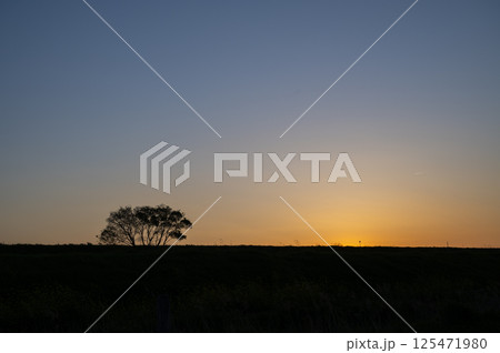 夕暮れに立たずむ一本の木 夕暮れに立たずむ一本の木 125471980