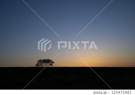 夕暮れに立たずむ一本の木 125471981