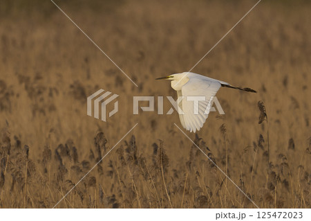 Great White Egret in flight 125472023