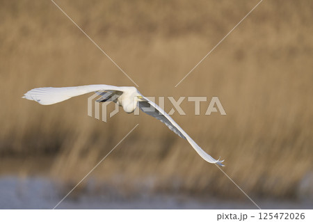 Great White Egret in flight 125472026