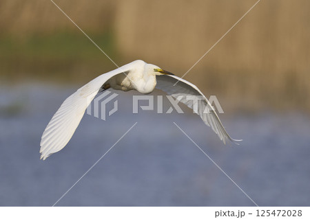 Great White Egret in flight Great White Egret in flight 125472028