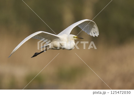 Great White Egret in flight Great White Egret in flight 125472030