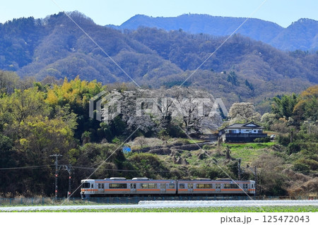 身延線を走る電車と桜 125472043