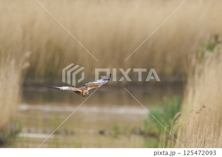 Marsh Harrier in flight Marsh Harrier in flight 125472093
