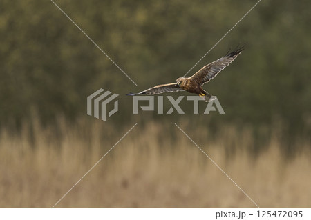 Marsh Harrier in flight 125472095