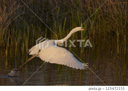 Great White Egret taking off Great White Egret taking off 125472151