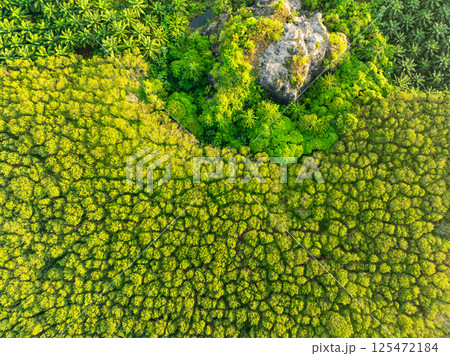 Top view green forest trees background, Beautiful green nature background Top view green forest trees background, Beautiful green nature background 125472184