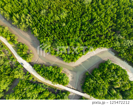 Amazing abundant mangrove forest, Aerial view of forest trees Rainforest ecosystem and healthy environment background, Texture of green trees forest top down, High angle view 125472212
