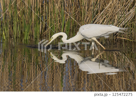Great White Egret hunting Great White Egret hunting 125472275