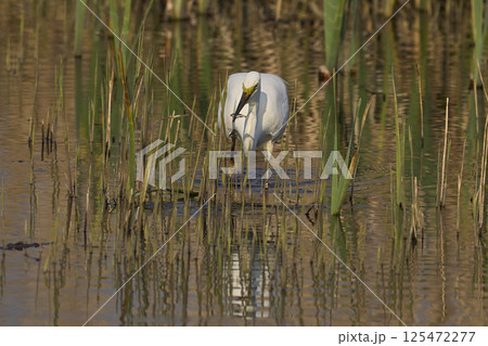 Great White Egret hunting 125472277