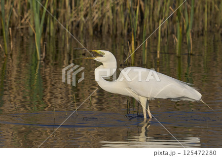 Great White Egret hunting 125472280