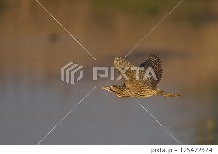Bittern in flight Bittern in flight 125472324