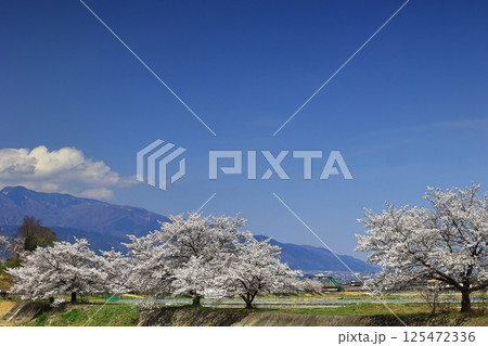 芦川を渡る身延線と桜 125472336