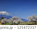 芦川を渡る身延線と桜 125472337
