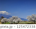 芦川を渡る身延線と桜 125472338