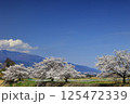 芦川を渡る身延線と桜 125472339