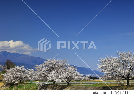 芦川を渡る身延線と桜 芦川を渡る身延線と桜 125472339