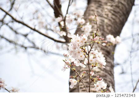 早咲きの江戸彼岸桜 125472343