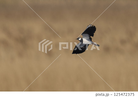 Lapwing in flight Lapwing in flight 125472375