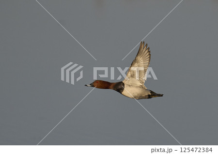 Pochard in flight Pochard in flight 125472384