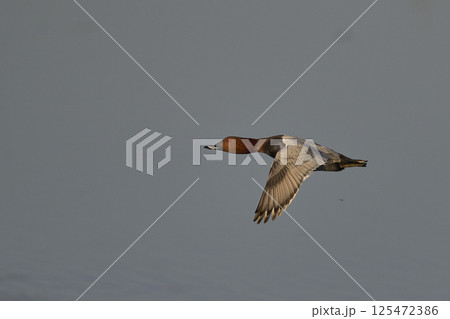 Pochard in flight 125472386