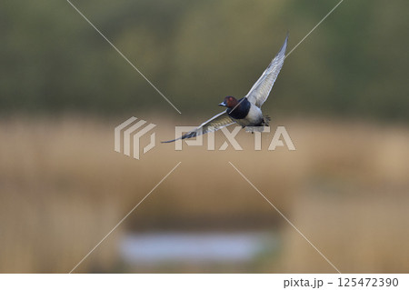 Pochard in flight 125472390
