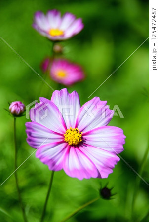 秋の野原に咲くピンクのコスモスの花 秋の野原に咲くピンクのコスモスの花 125472487