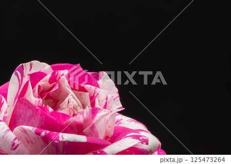 バラの花 125473264