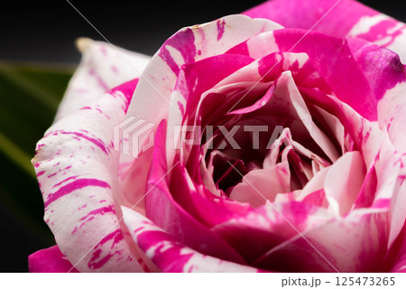 バラの花 バラの花 125473265