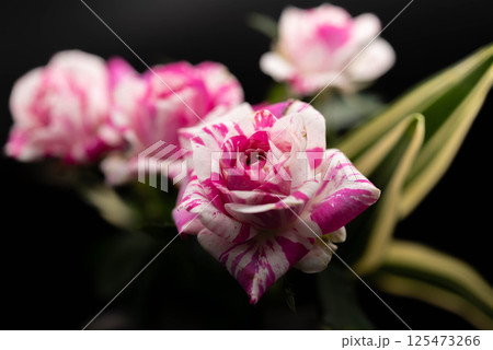 バラの花 125473266