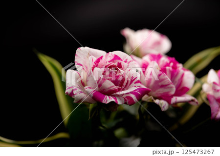 バラの花 125473267