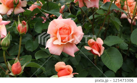 中輪バラアプリコットキャンディ 125473306