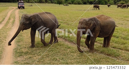 カウダラ・ナショナル・パーク、象の群れ【スリランカ】 125473332