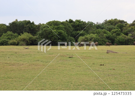 カウダラ・ナショナル・パーク、象の群れ【スリランカ】 カウダラ・ナショナル・パーク、象の群れ【スリランカ】 125473335