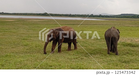 カウダラ・ナショナル・パーク、象の群れ【スリランカ】 125473342