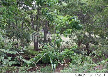 カウダラ・ナショナル・パーク、ジャングルの中の象【スリランカ】 125473421