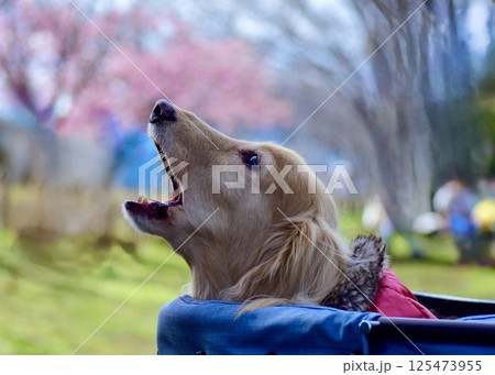 　お花見はもう充分。早く家に帰ろうよ。 125473955