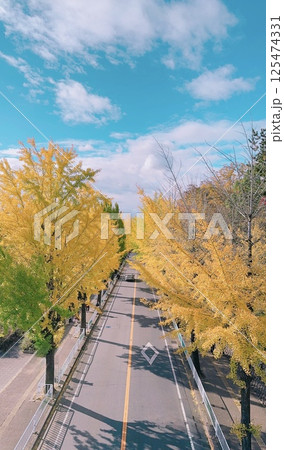 黄金の道 黄金の道 125474331